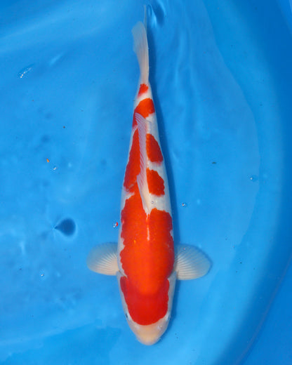 Kohaku