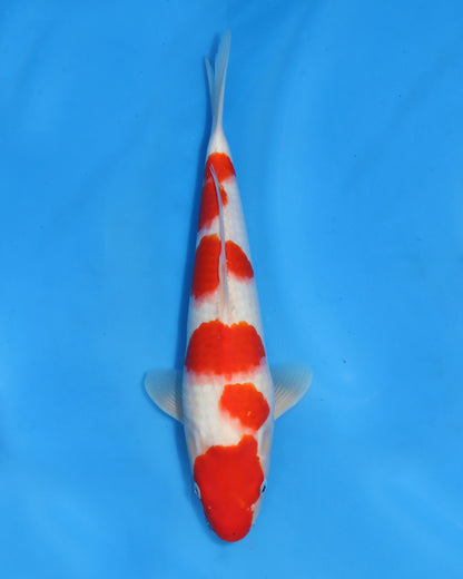 Kohaku
