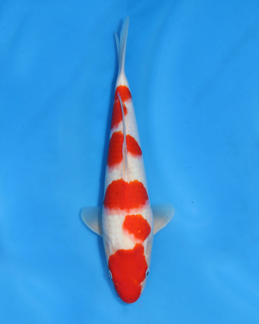 Kohaku