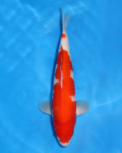Kohaku