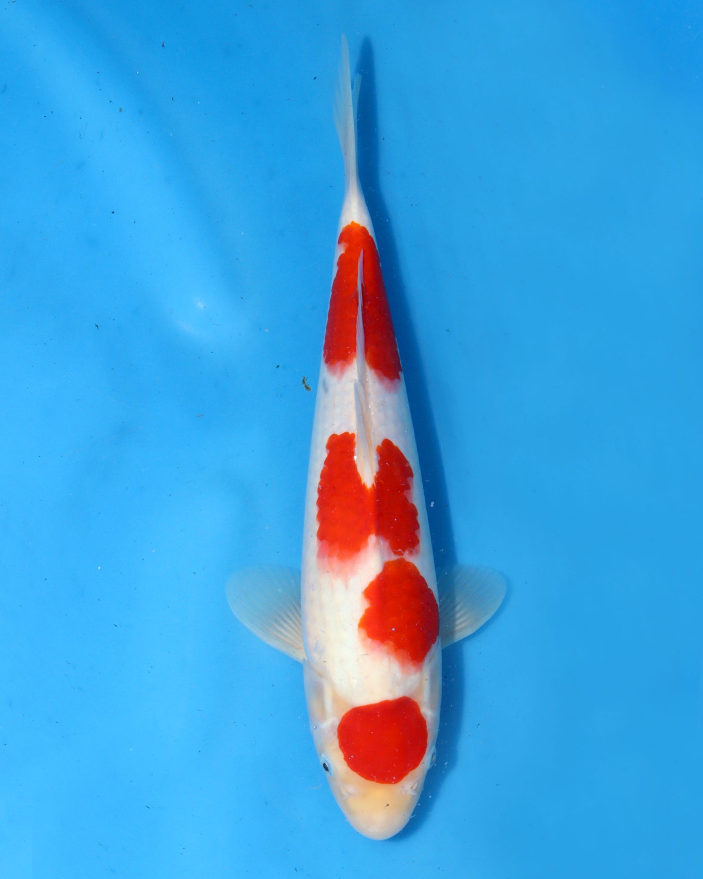 Kohaku