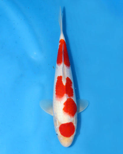 Kohaku