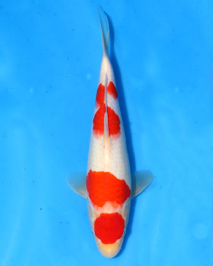 Kohaku