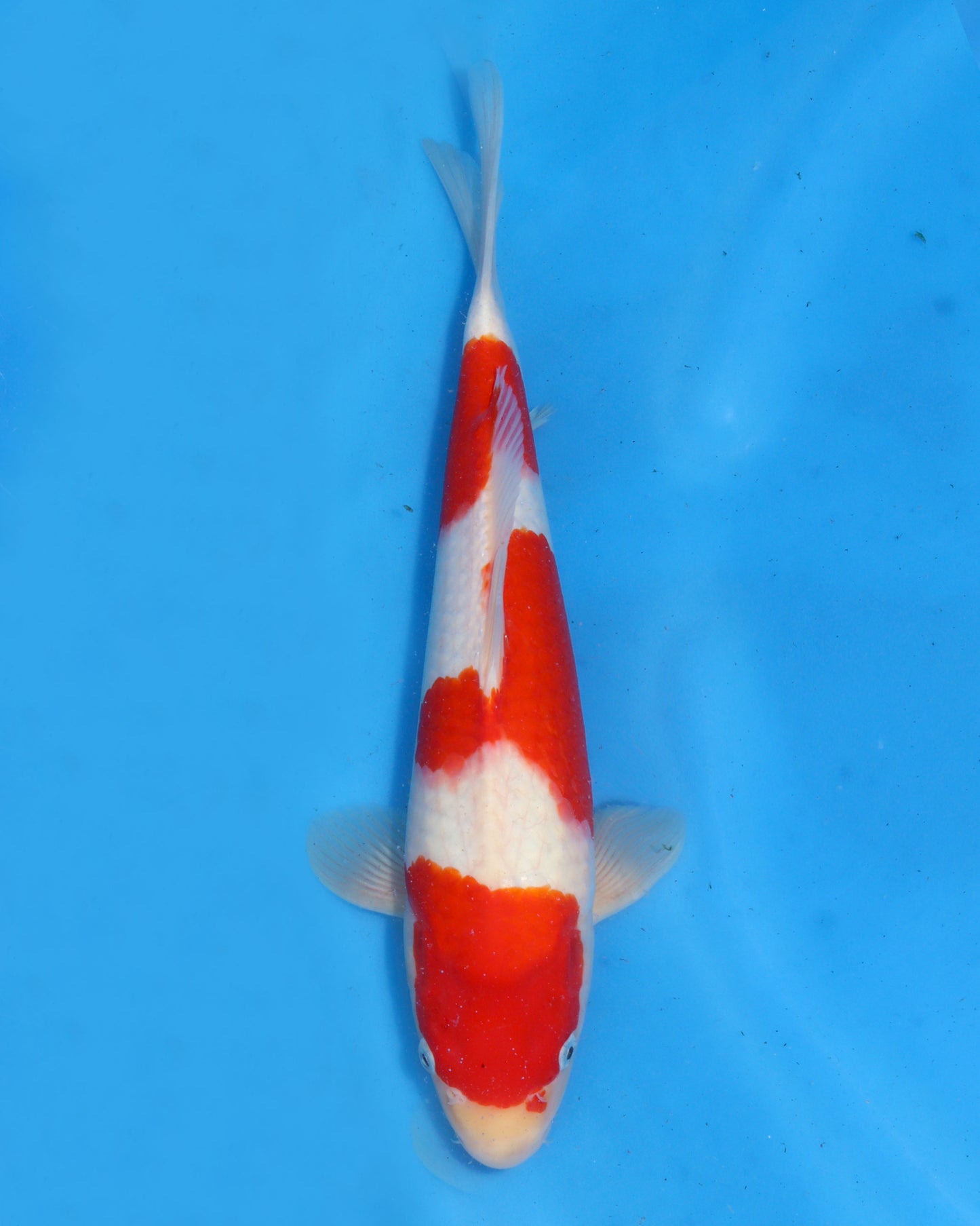 Kohaku