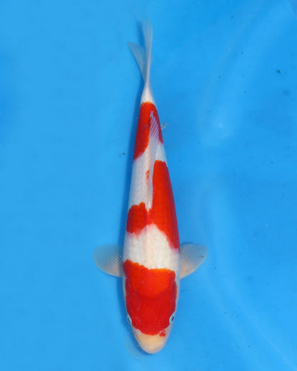 Kohaku