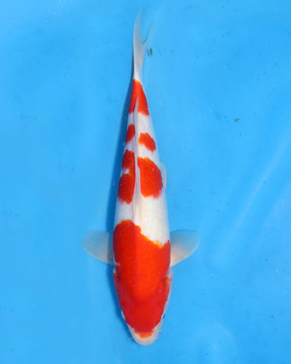 Kohaku