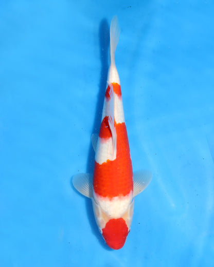 Kohaku