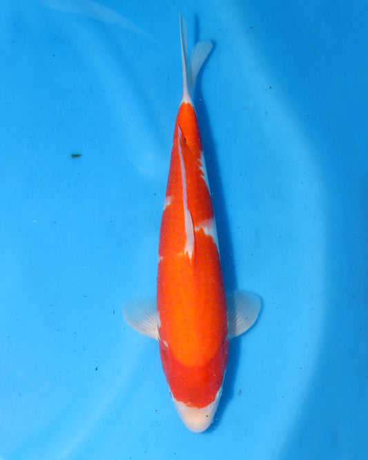 Kohaku