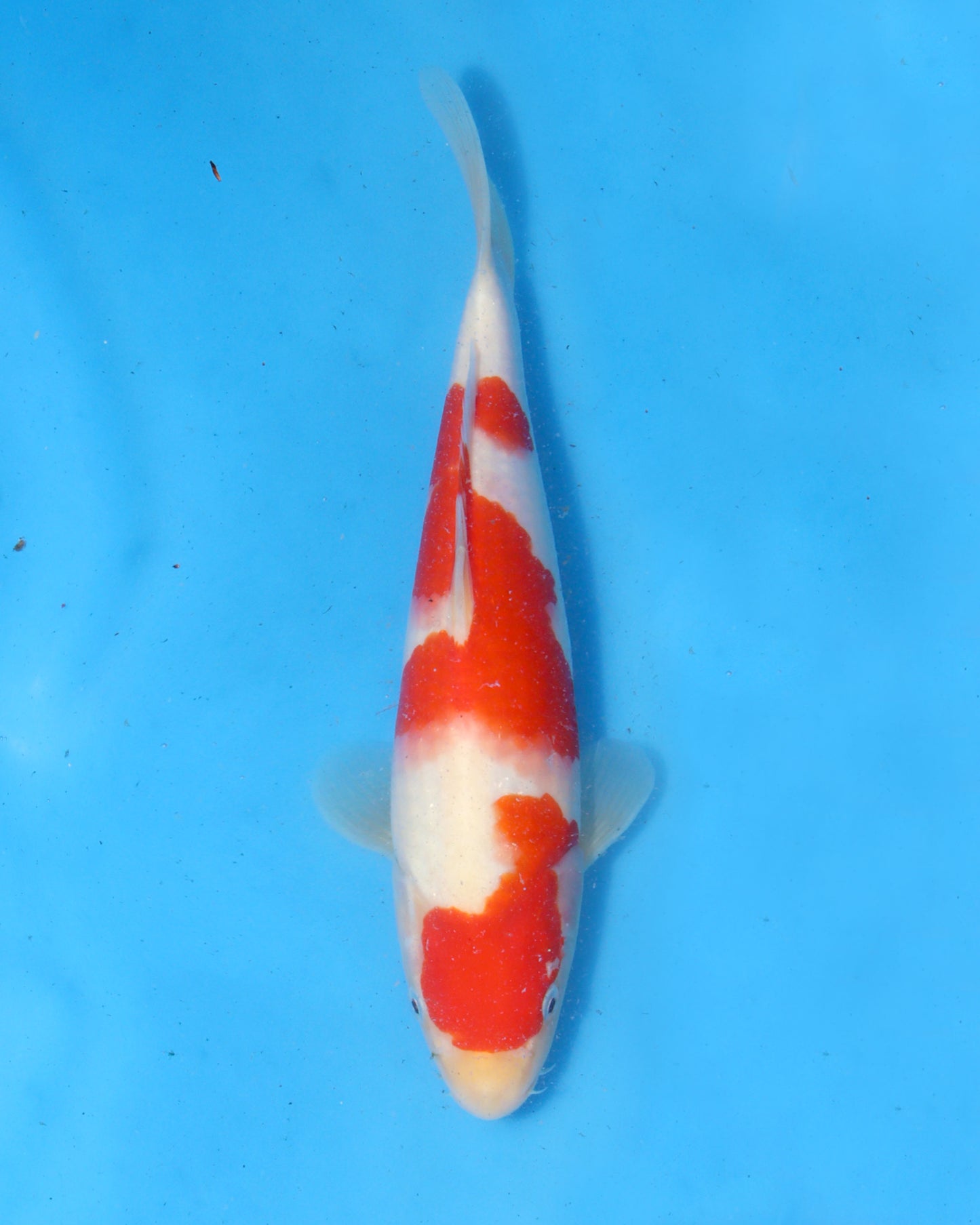 Kohaku