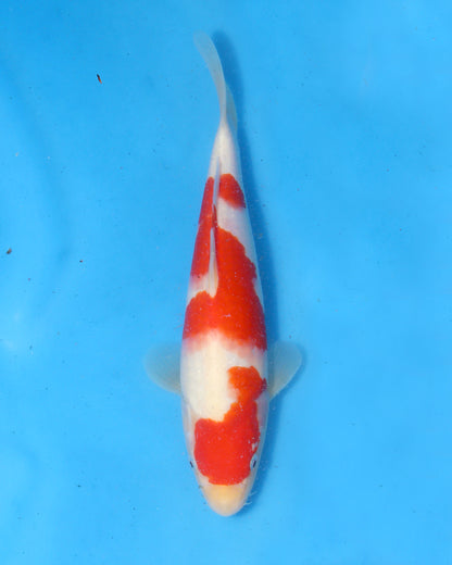 Kohaku