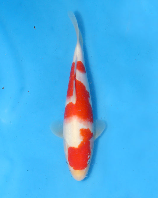 Kohaku