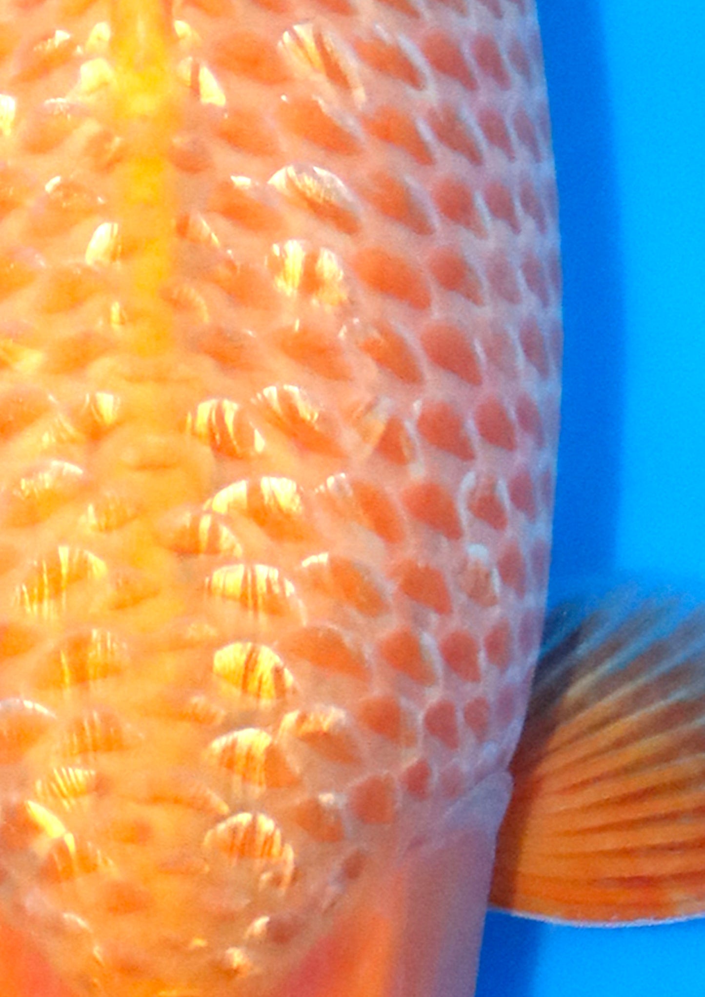 Golden Corn
