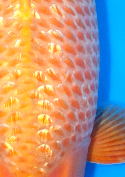 Golden Corn