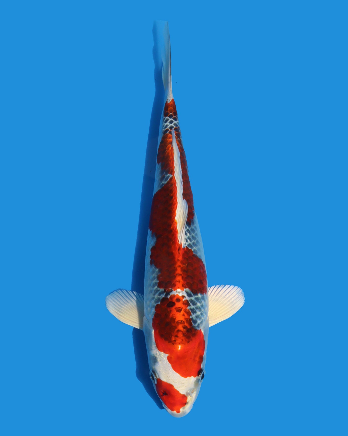 Kujaku