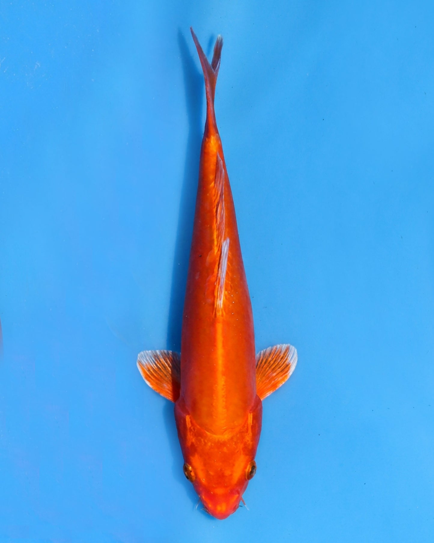 Doitsu Orenji Ogon