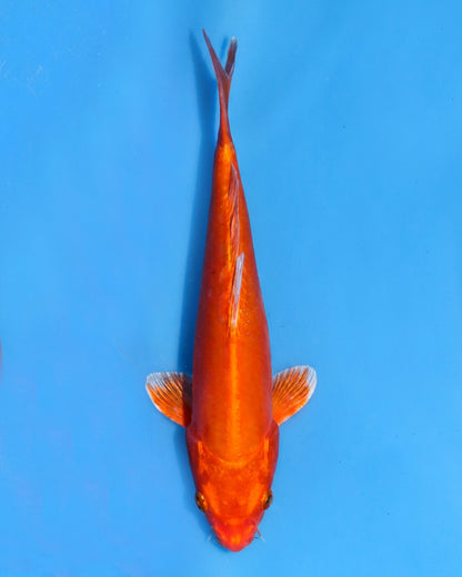 Doitsu Orenji Ogon