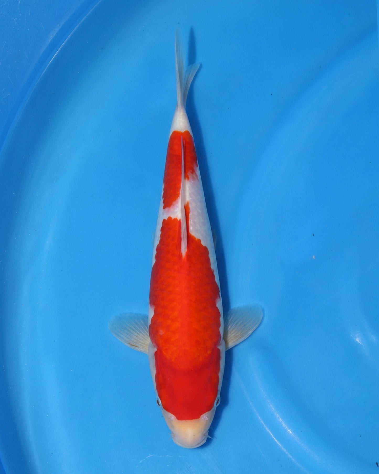 Kohaku