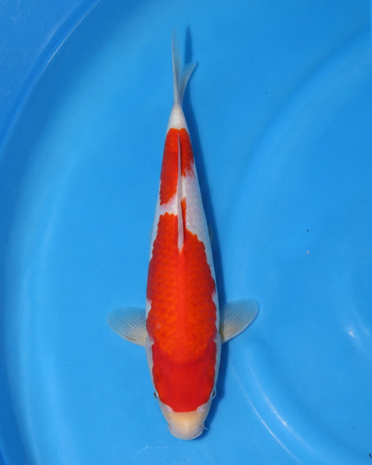 Kohaku