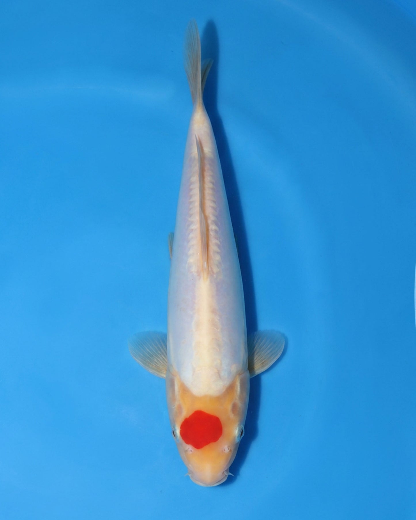 Doitsu Tancho Kohaku