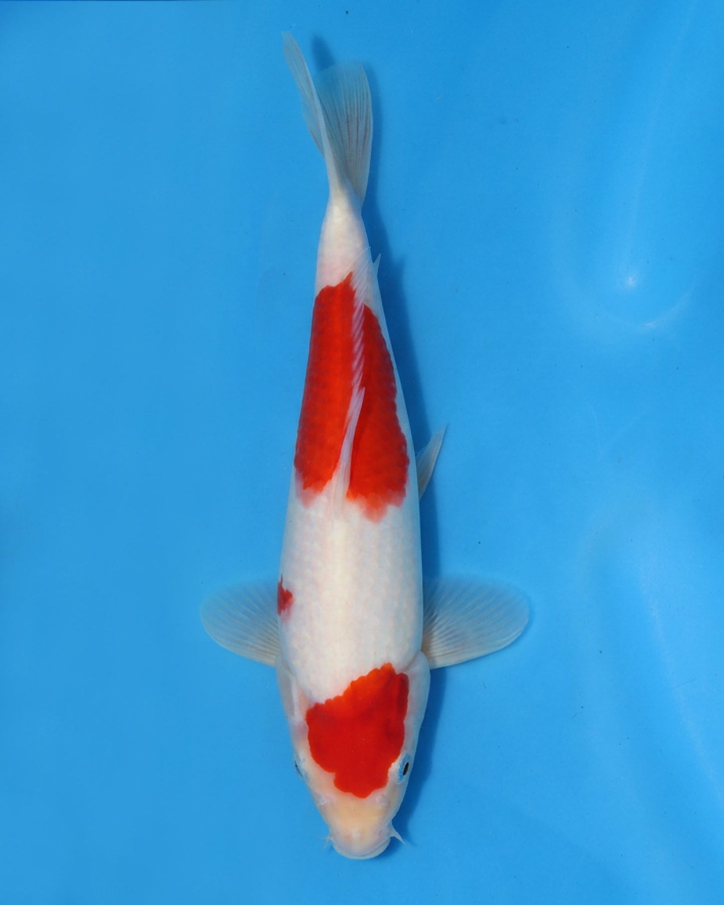 Kohaku