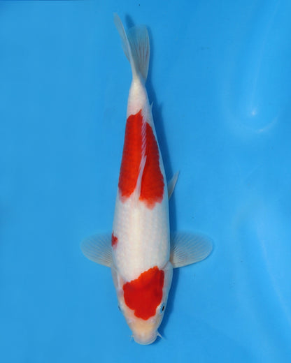 Kohaku