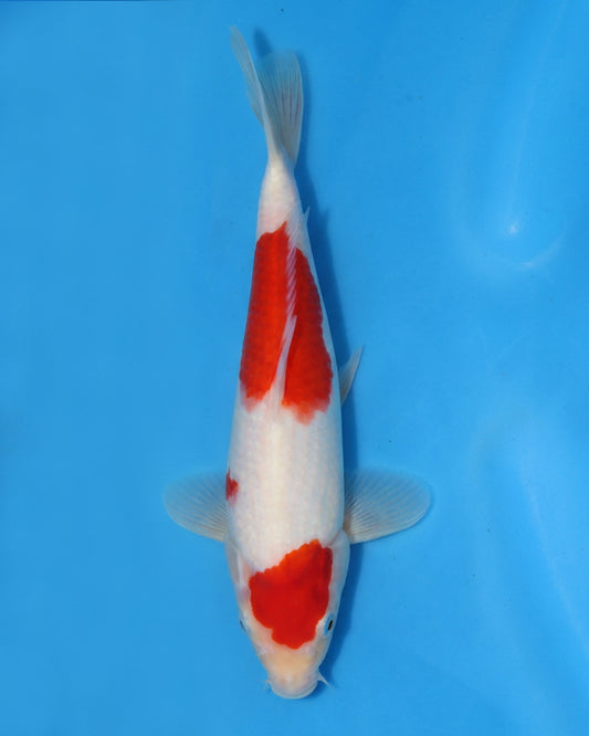 Kohaku