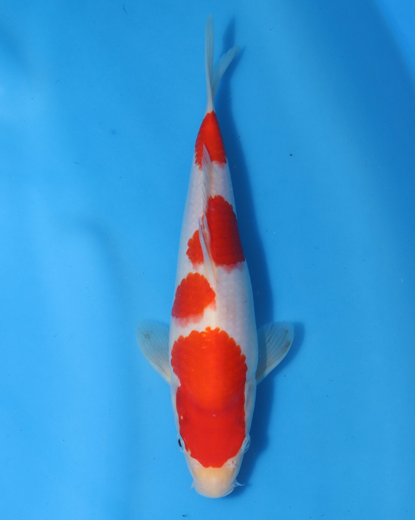 Kohaku