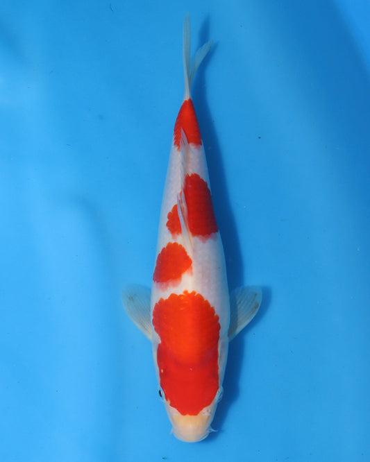 Kohaku