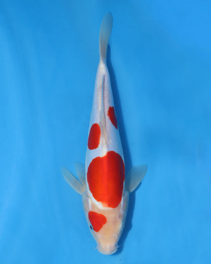 Doitsu Kohaku