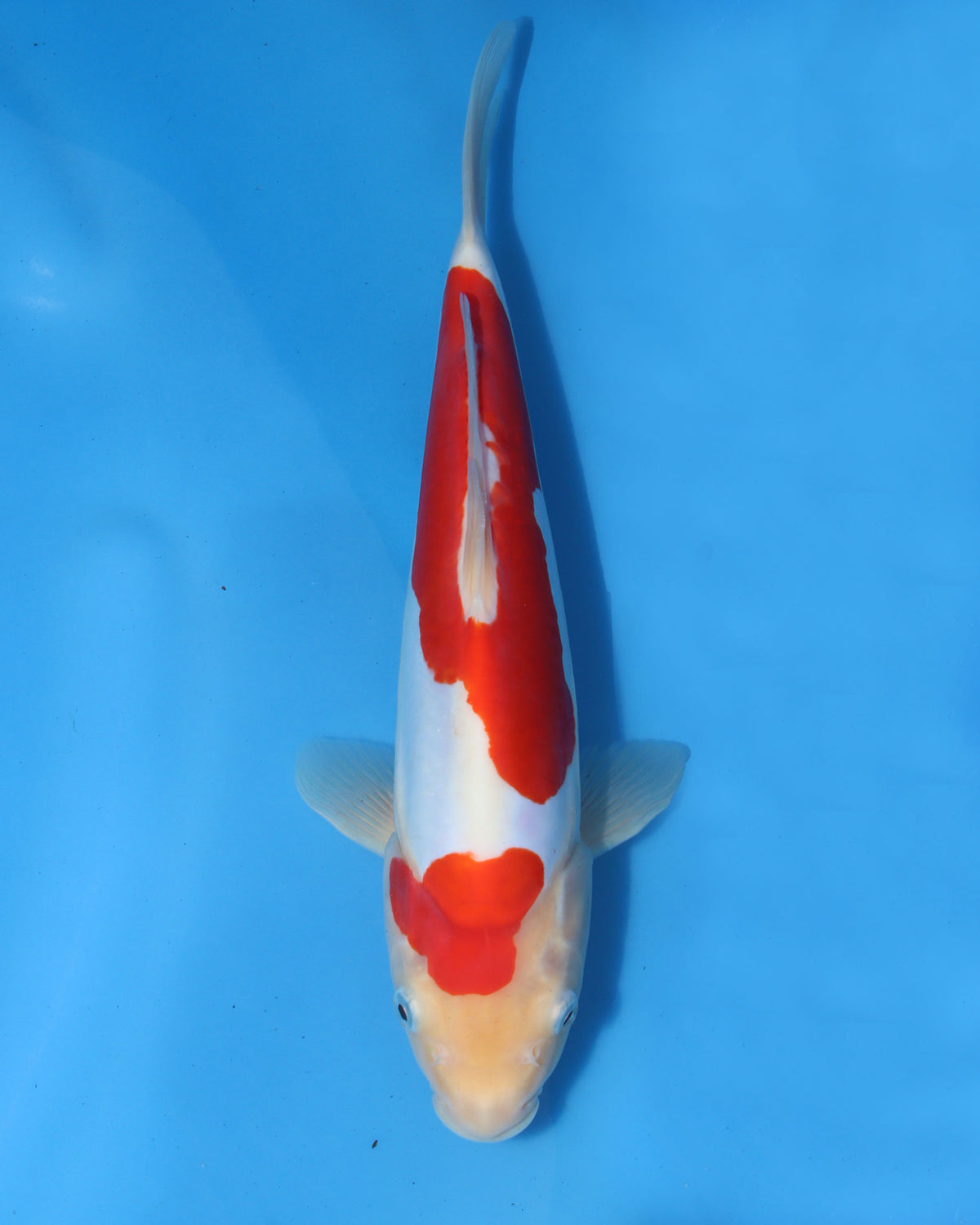 Doitsu Kohaku