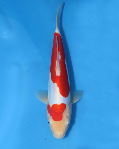 Doitsu Kohaku