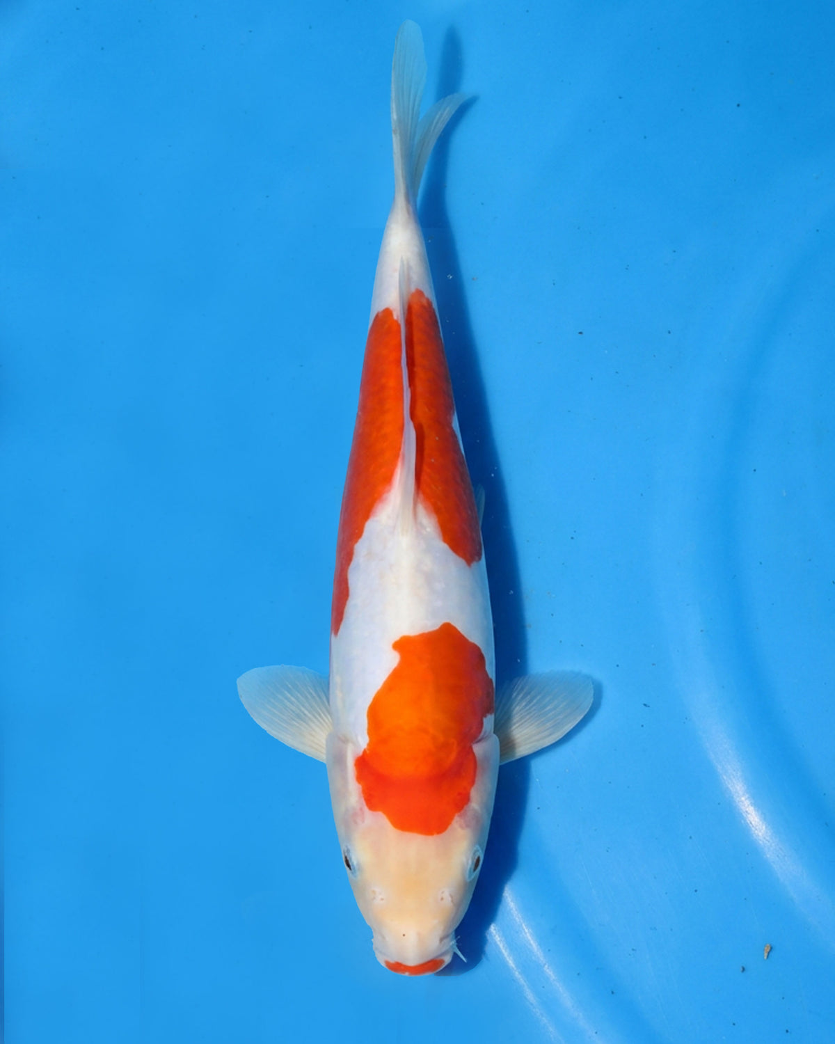 Doitsu Kohaku