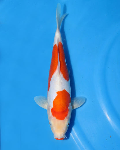 Doitsu Kohaku