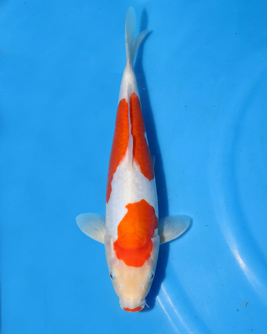 Doitsu Kohaku