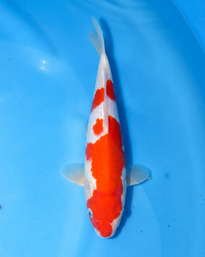 Kohaku