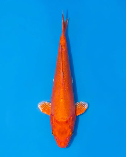 Doitsu Orenji Ogon