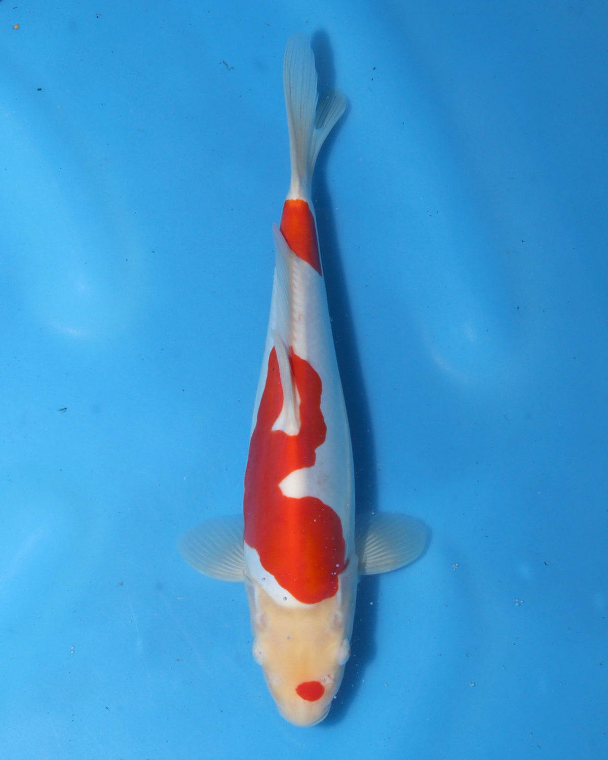 Doitsu Kohaku