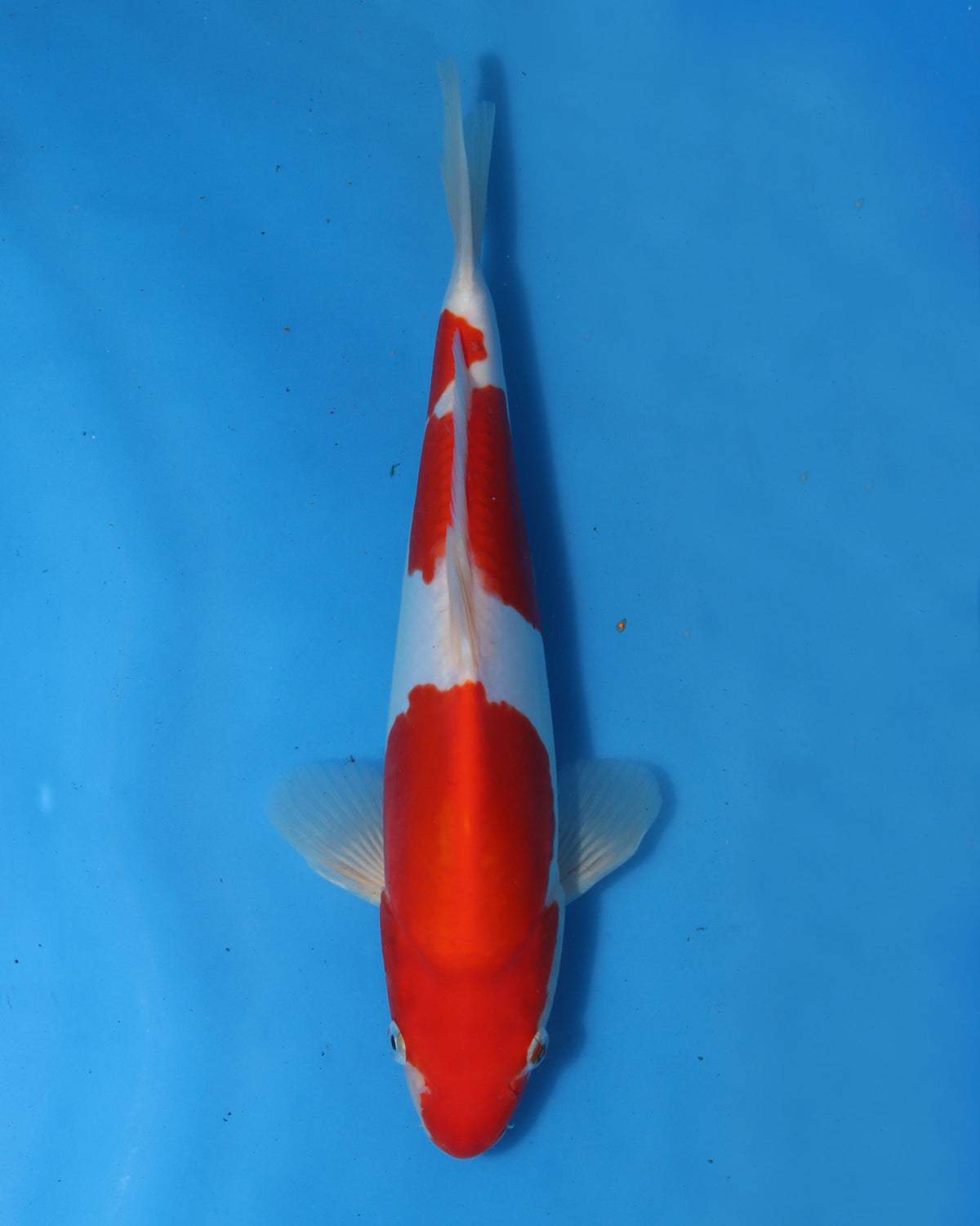 Doitsu Kohaku