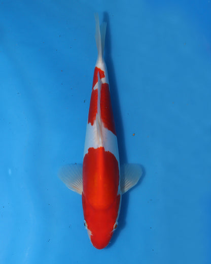 Doitsu Kohaku