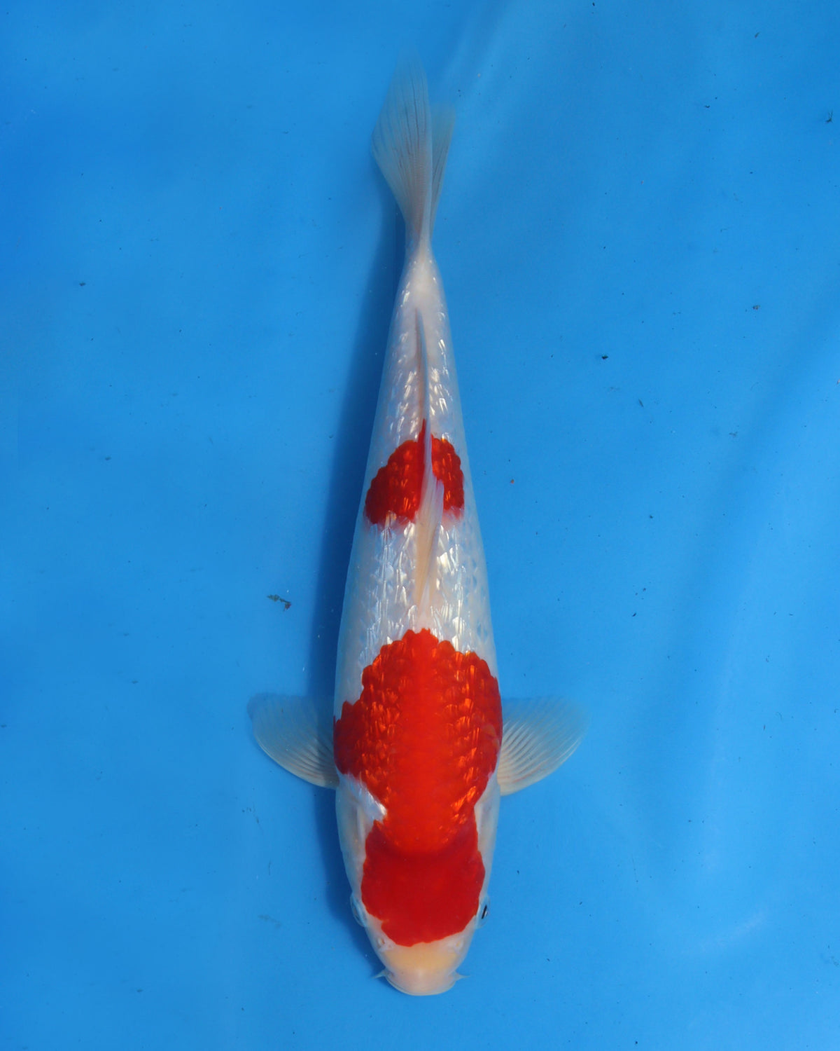 Ginrin Kohaku