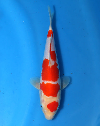 Kohaku