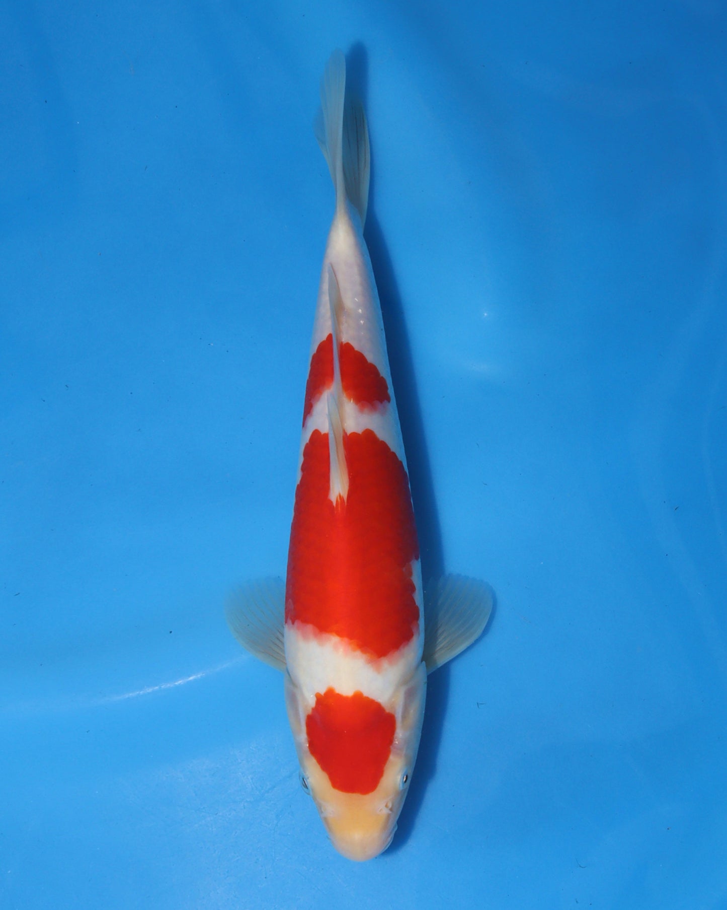 Kohaku
