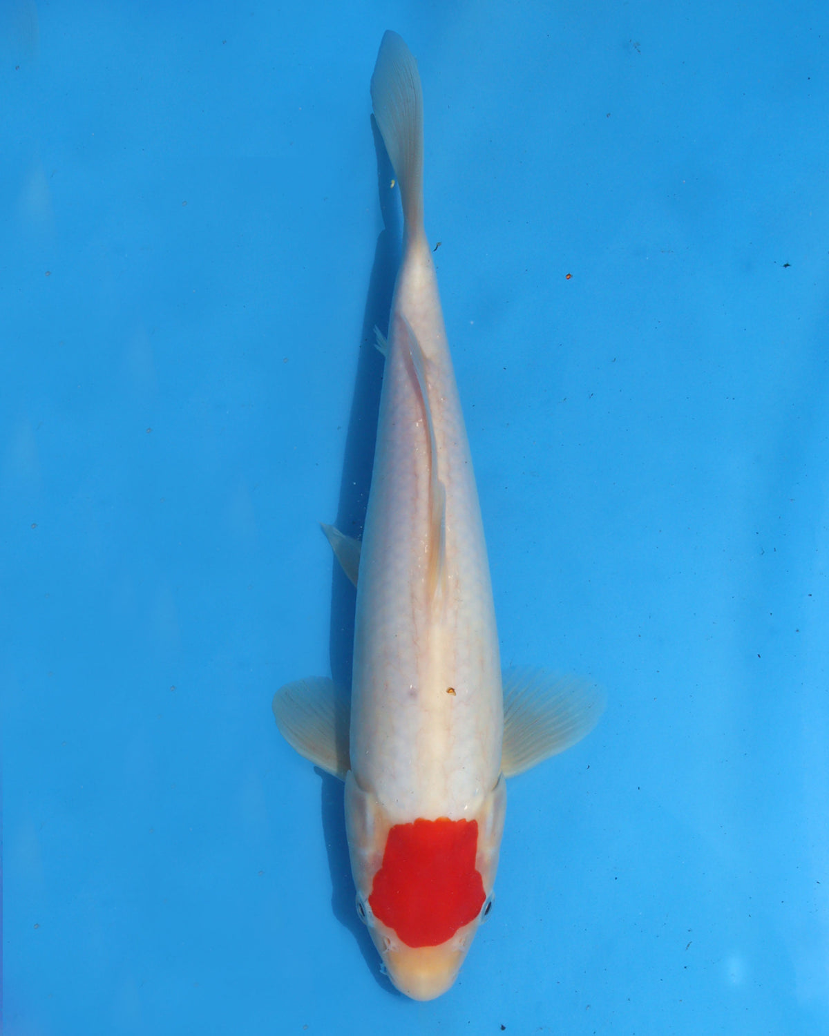 Tancho Kohaku