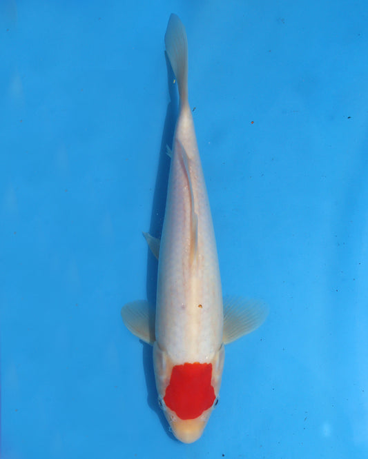 Tancho Kohaku