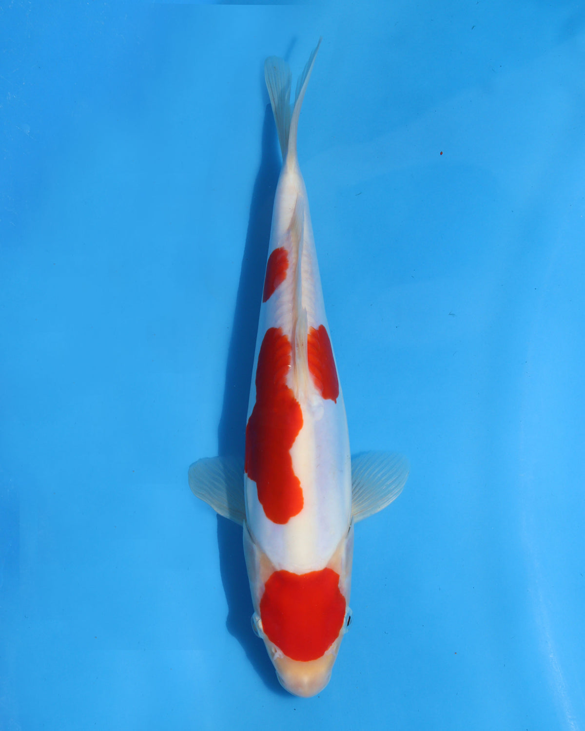 Doitsu kohaku