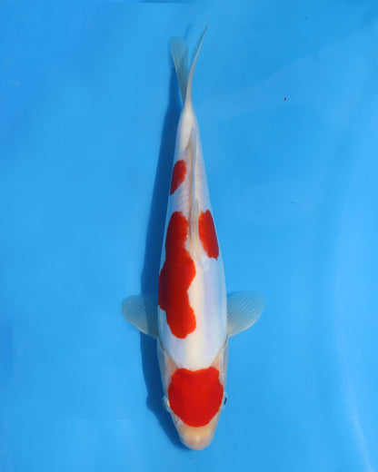 Doitsu kohaku