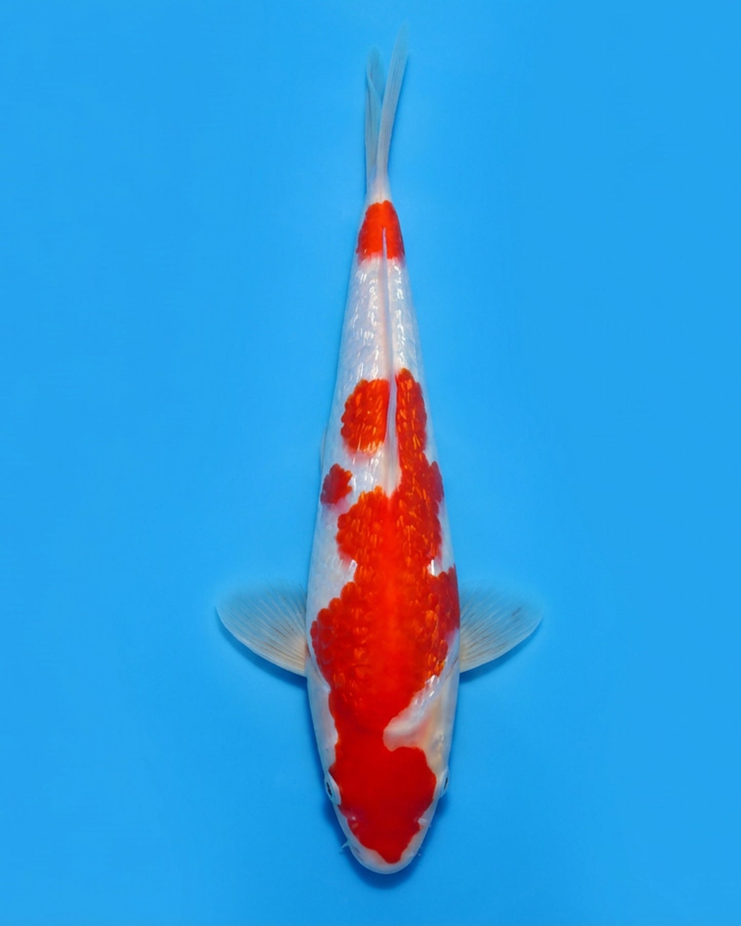 Ginrin Kohaku