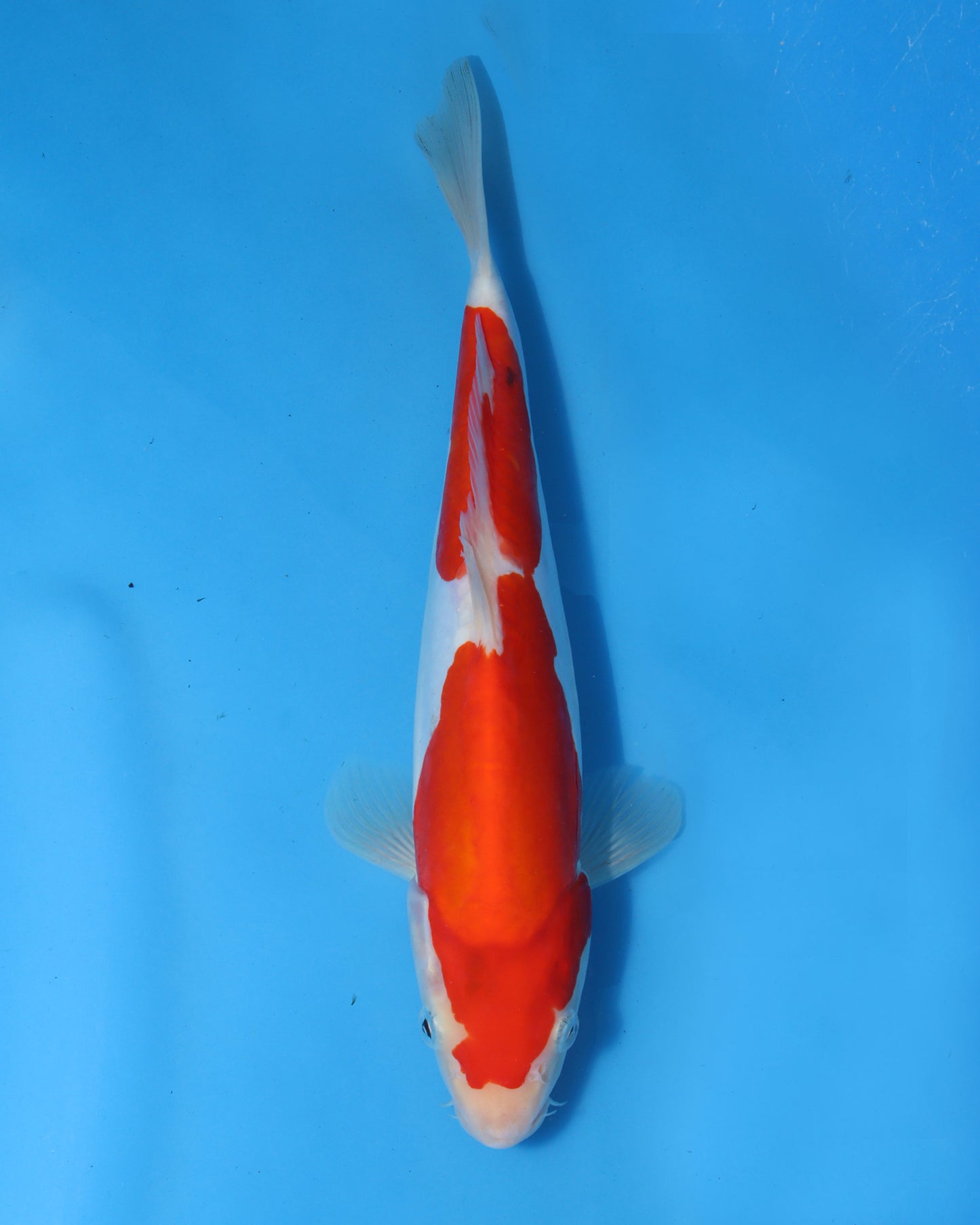 Doitsu Kohaku