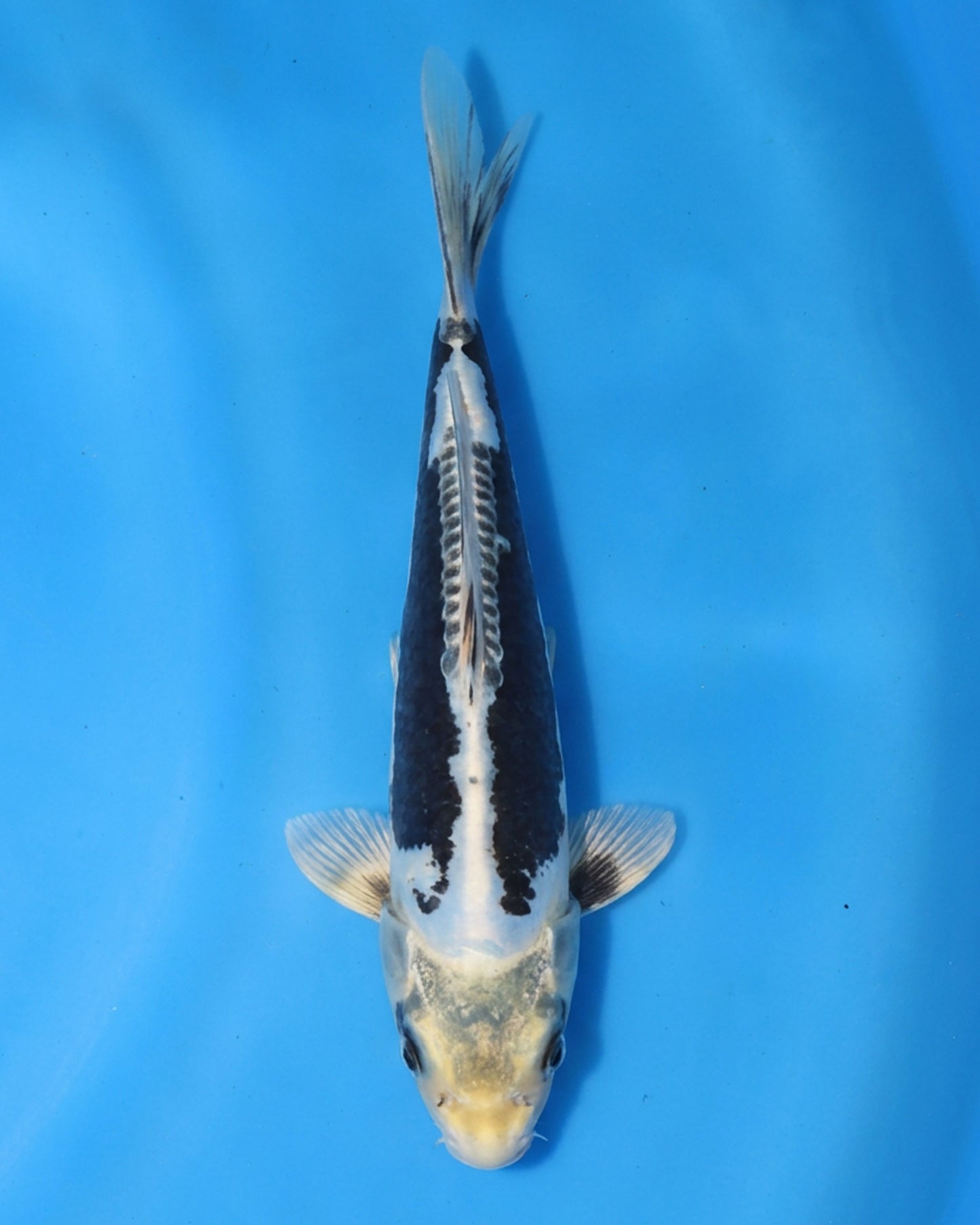 Kikokuryu