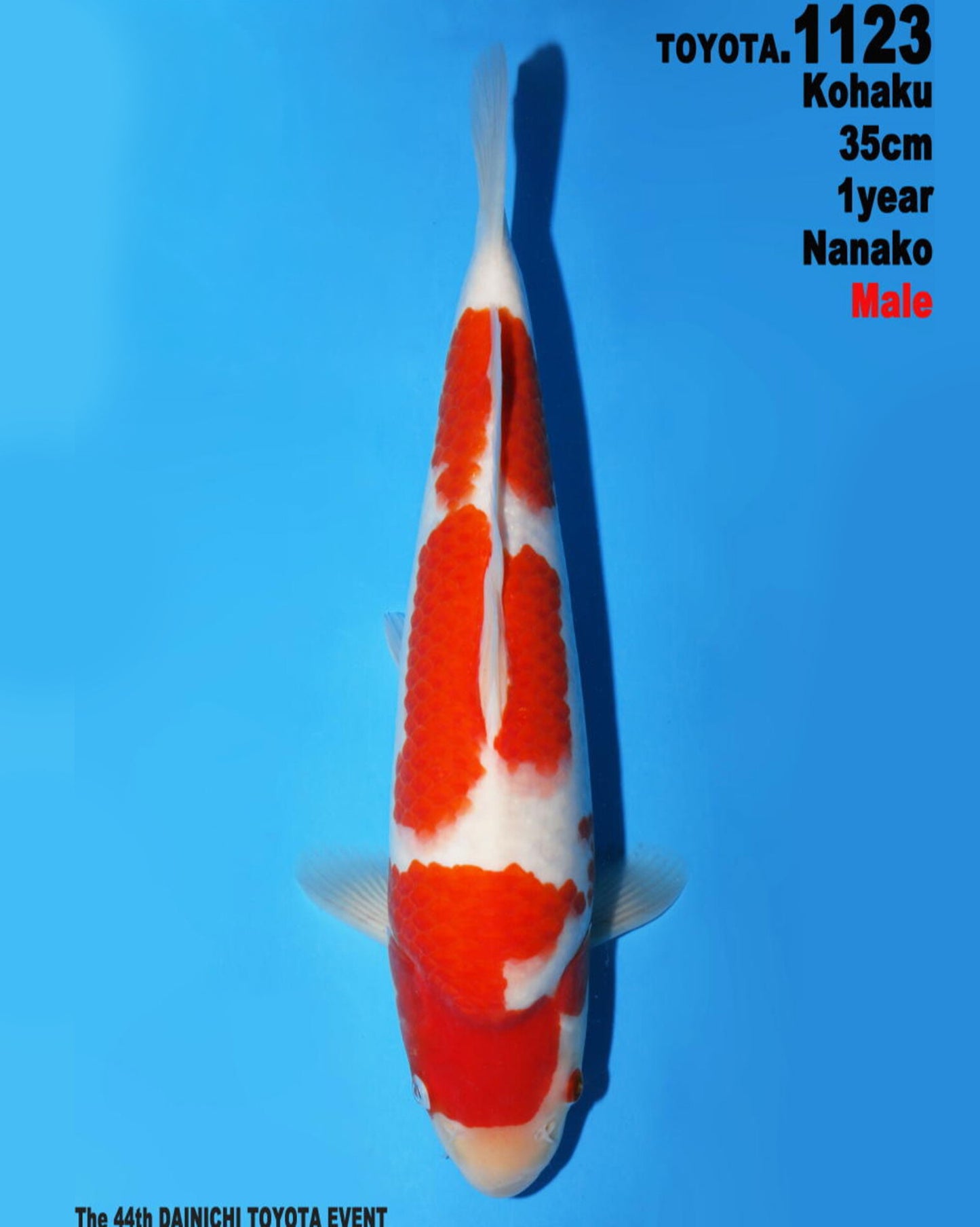Kohaku
